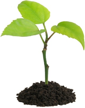 288x368 Money Plant Free Stock Photos Download (7,188 Free Stock Photos
