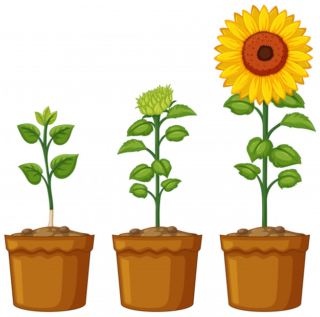 626x620 Three Pots Of Sunflower Plants Vector Free Download