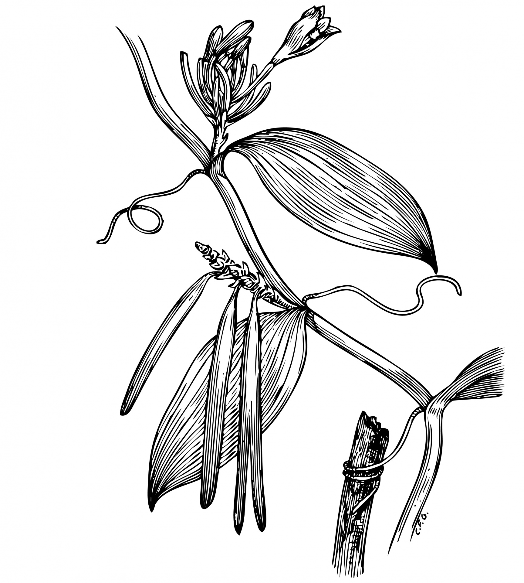 1727x1920 Vanilla Plant Illustration Clipart Free Stock Photo