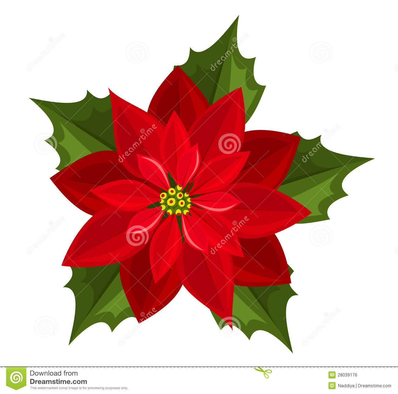 1300x1289 Free Images Of Poinsettia Flowers