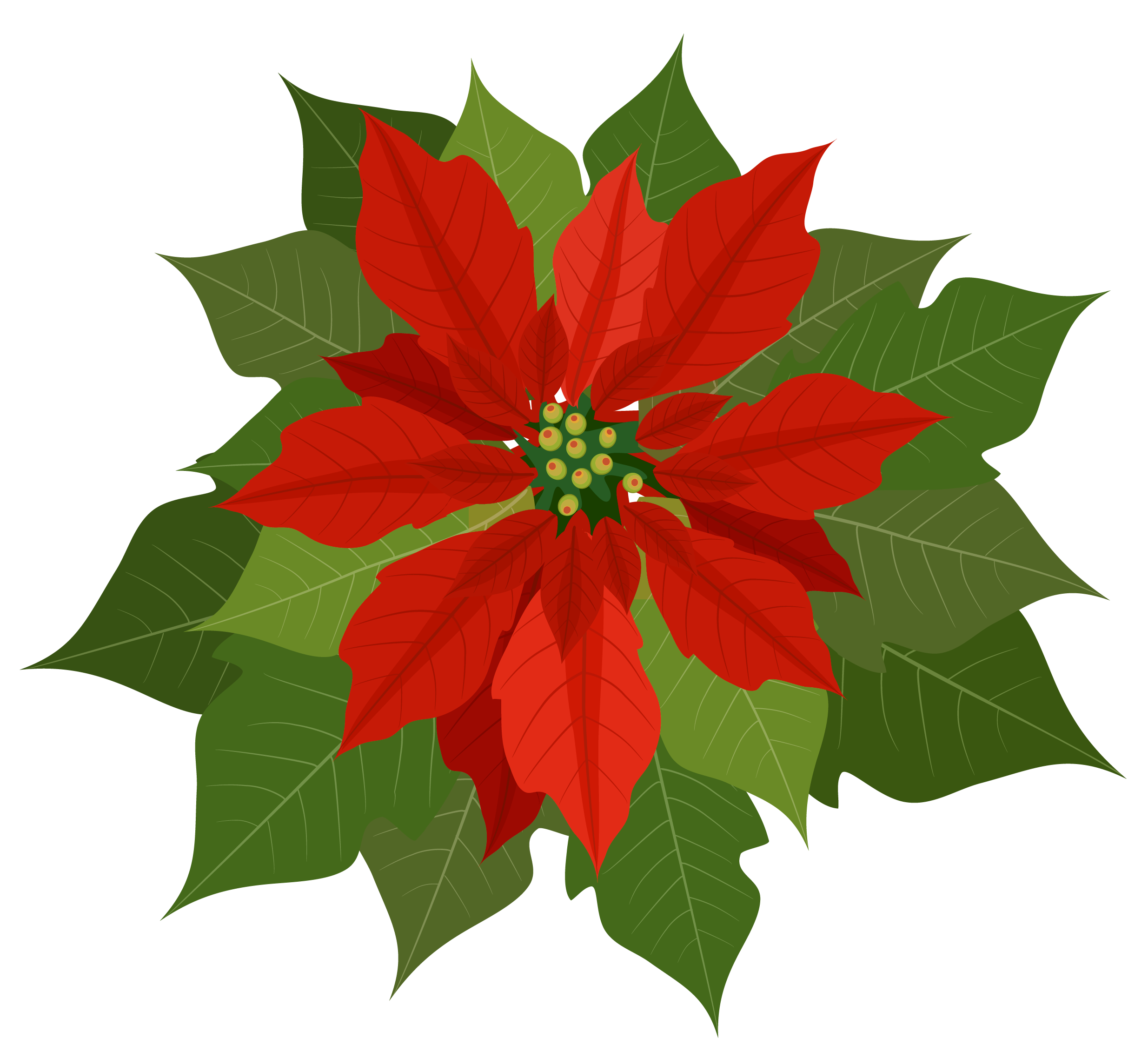 2469x2248 Christmas Poinsettia Png Clipartu200b Gallery Yopriceville