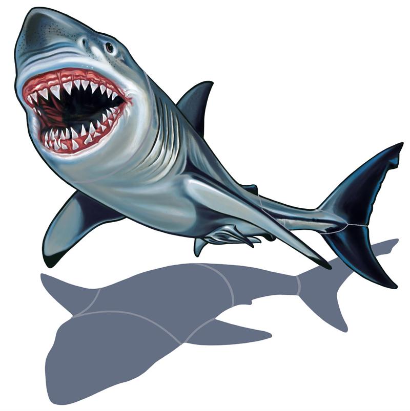 800x803 Great White Shark Clip Art Free Clipart Images