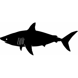 320x320 Image Of Shark Clipart 4 Happy Shark Clip Art Free Clipartoons