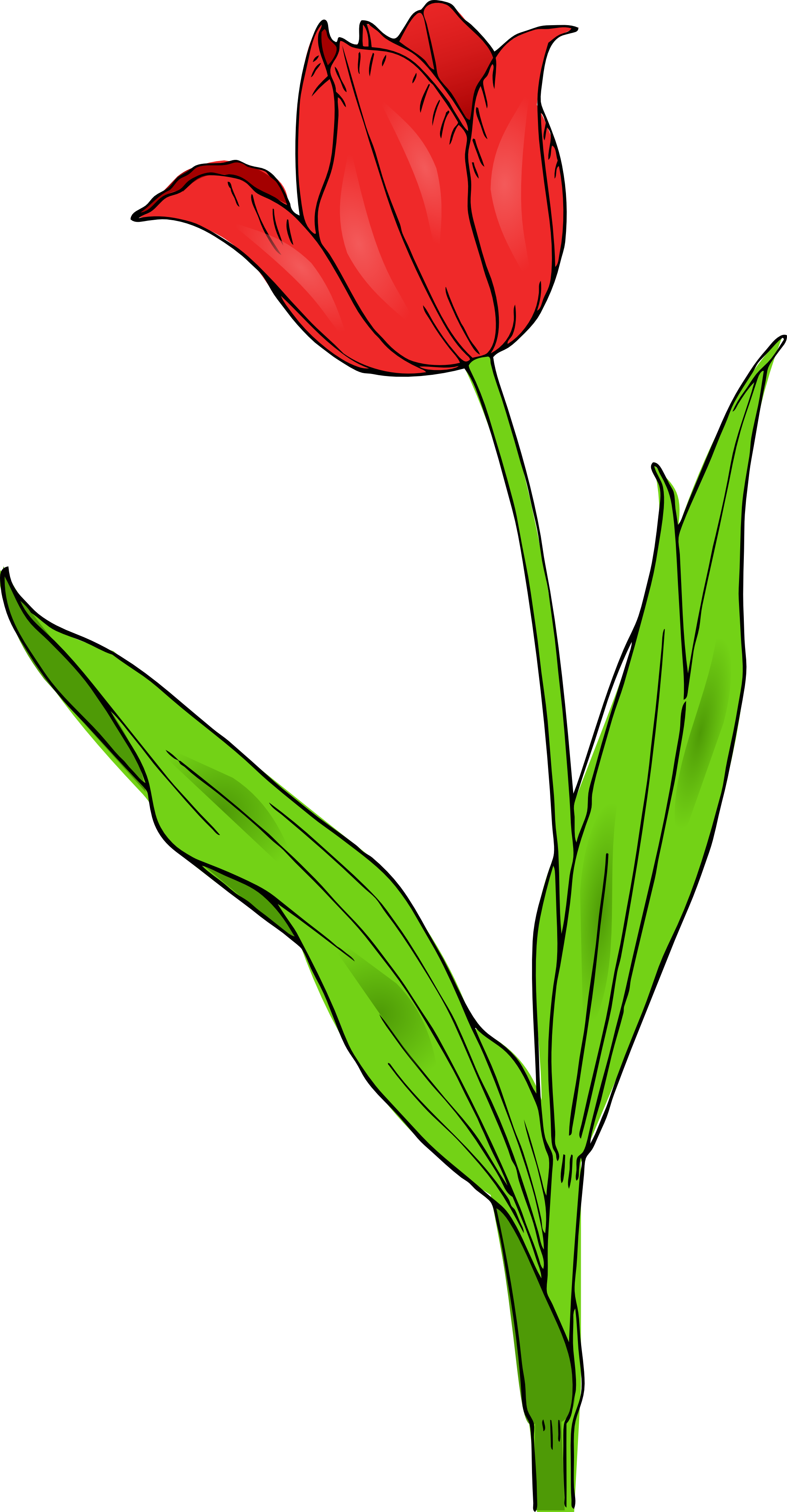 1969x3784 Top 56 Tulip Clip Art