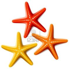 236x236 Starfish Clip Art Coral Color Starfish Prints Clip Art