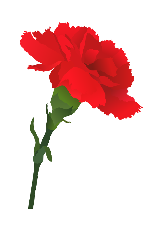 566x800 Carnation Clipart Sympathy