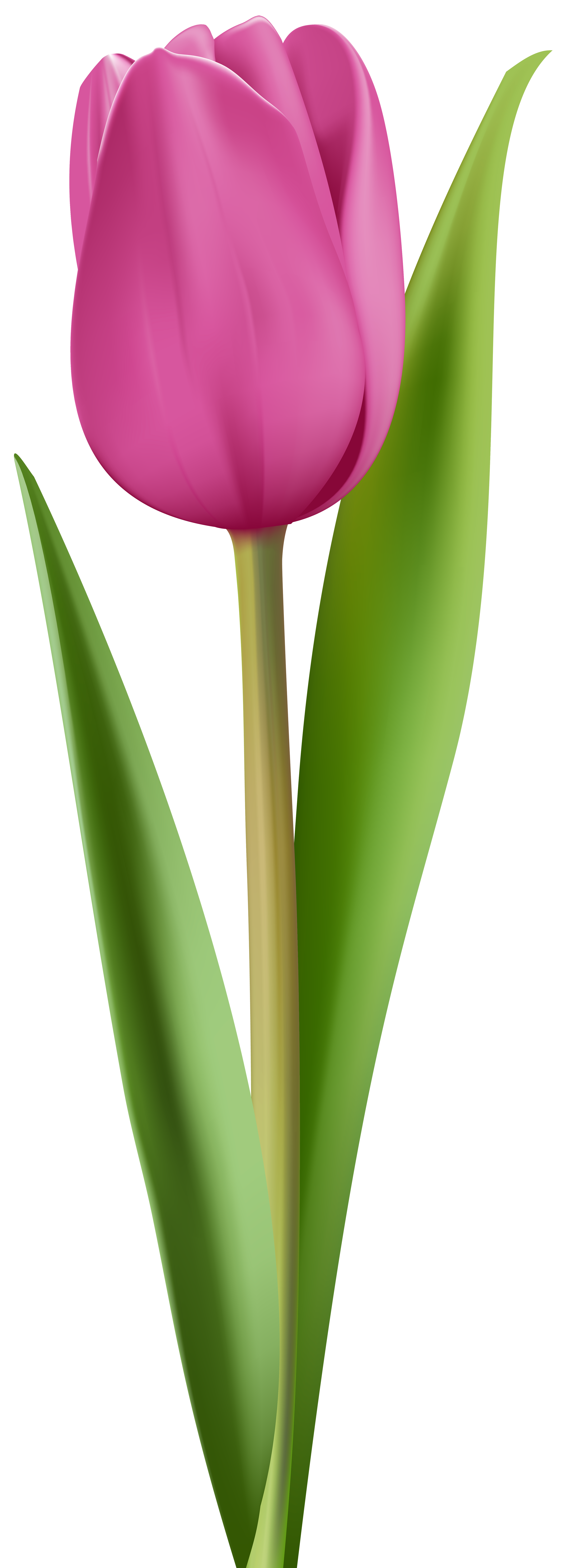 2906x8000 Pink Tulip Clip Art Imageu200b Gallery Yopriceville