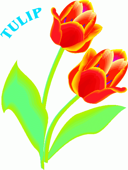 443x588 Tulip Flower Clipart Clipart Panda