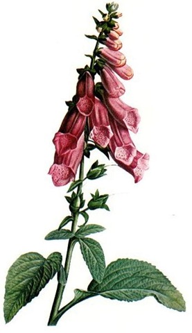 277x480 Free Clip Art From Vintage Holiday Crafts Blog Archive Free