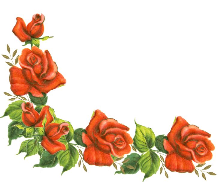 736x607 Pink Rose Clipart Borders Vintage Color