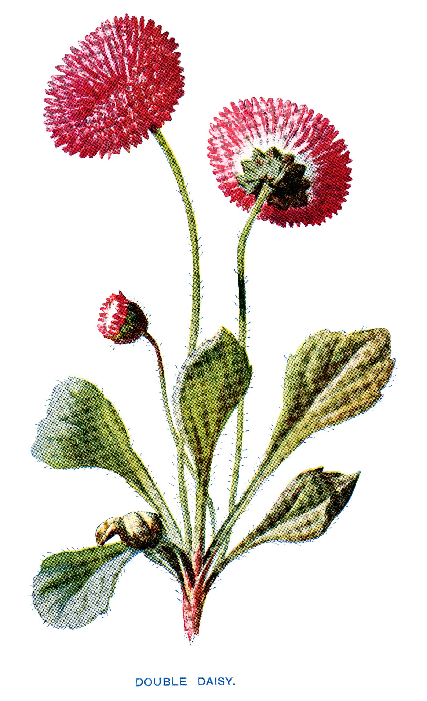 1398x2292 Free Vintage Clip Art Double Daisy Pink Flower Illustration