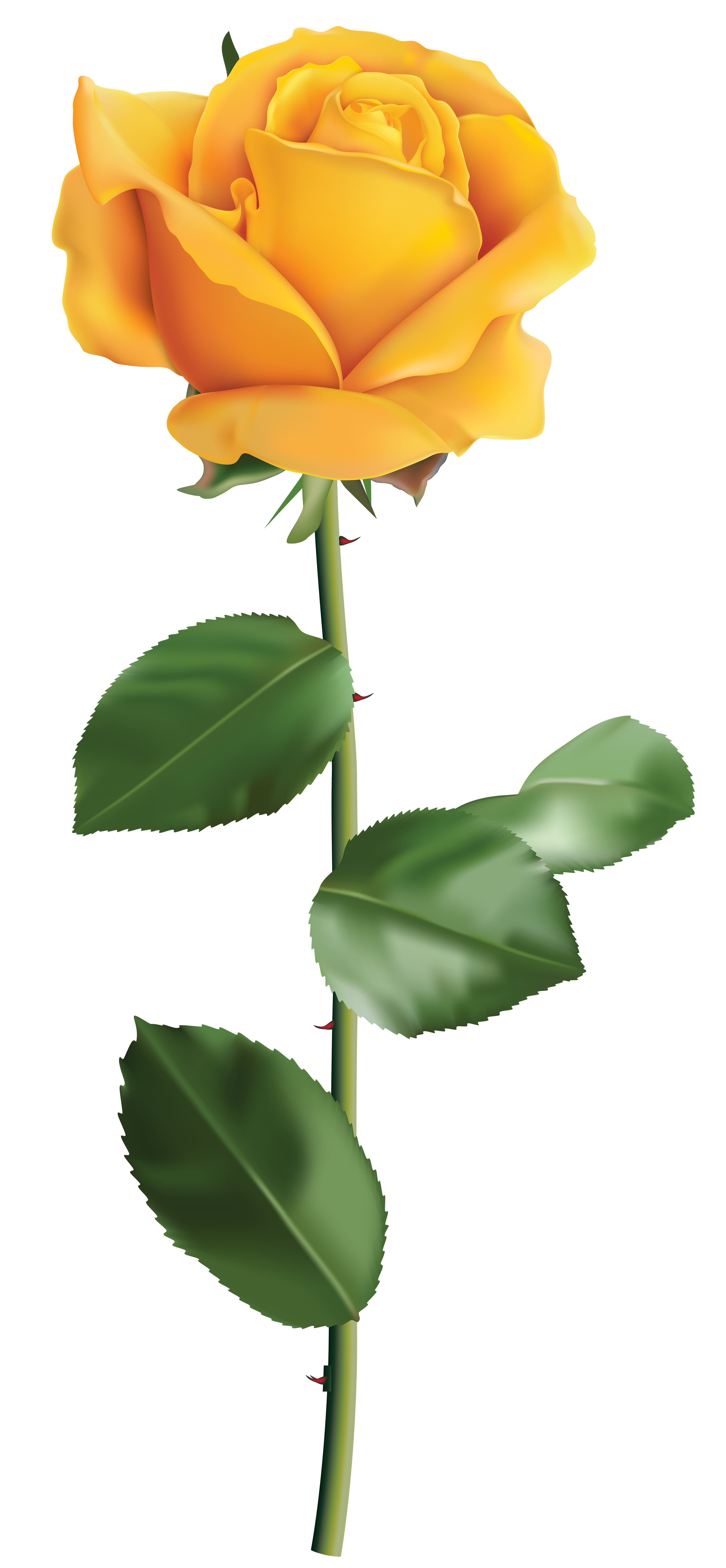 3702x8000 Yellow Rose Transparent Png Clip Art Imageu200b Gallery Yopriceville