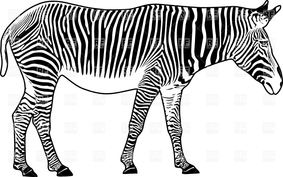 1200x752 Zebra