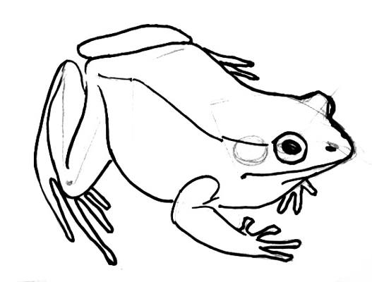 527x400 How To Draw A Frog
