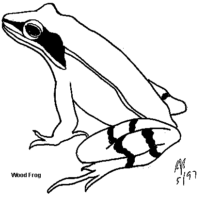 425x408 Red Eyed Tree Frog Clipart Colouring Page
