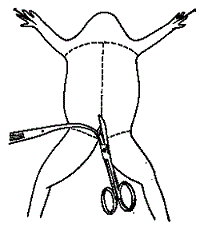 200x235 Toad Clipart Frog Dissection