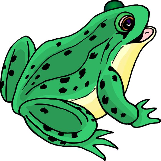 564x563 Best Frog Pictures Ideas Cute Frogs, Funny Frog