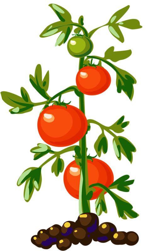 471x800 295 Best Vegetable Clip Art And Photos Images