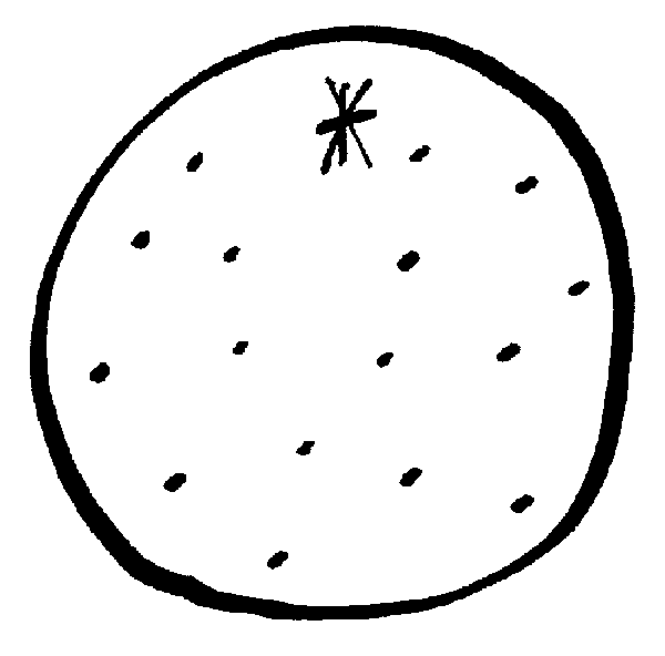 600x592 Fruit Black And White Orange Fruit Clipart Black And White