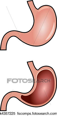 232x470 Clipart Of Stomach Anatomy Vector K4357225