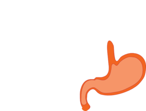 297x225 Stomach Clip Art