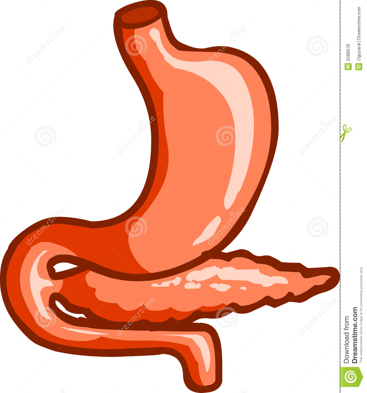 1215x1300 Stomach Clipart