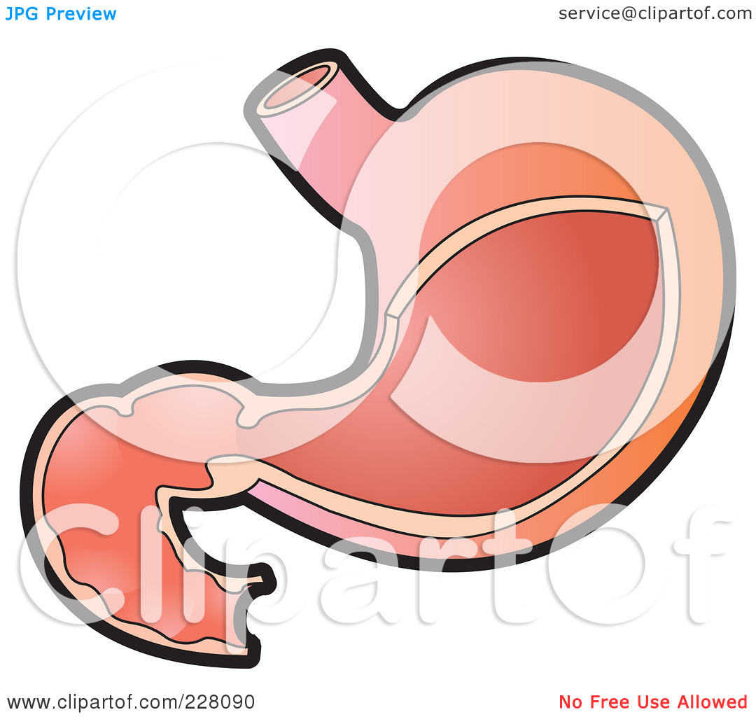 1080x1024 Stomach Clipart