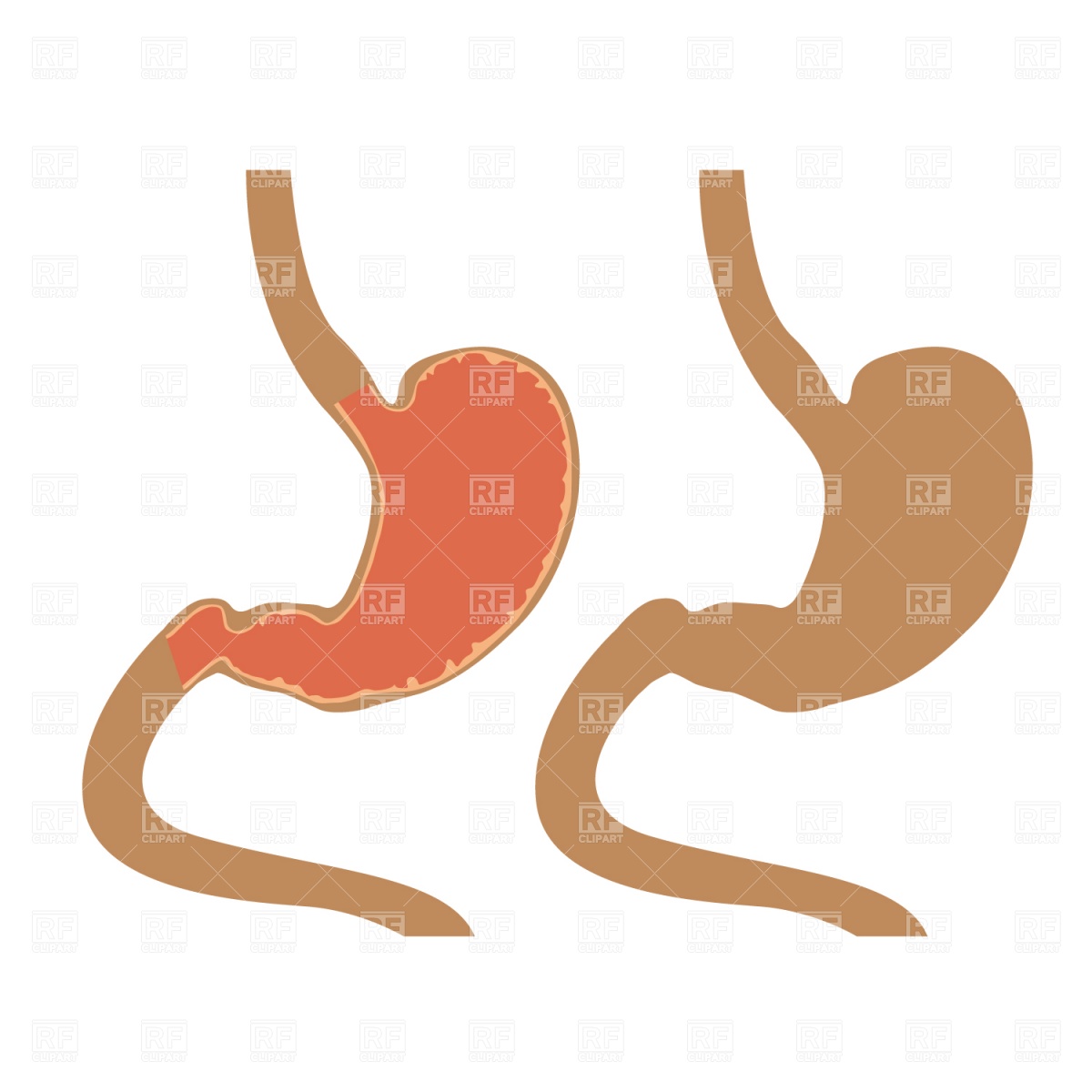 1200x1200 Stomach Royalty Free Vector Clip Art Image