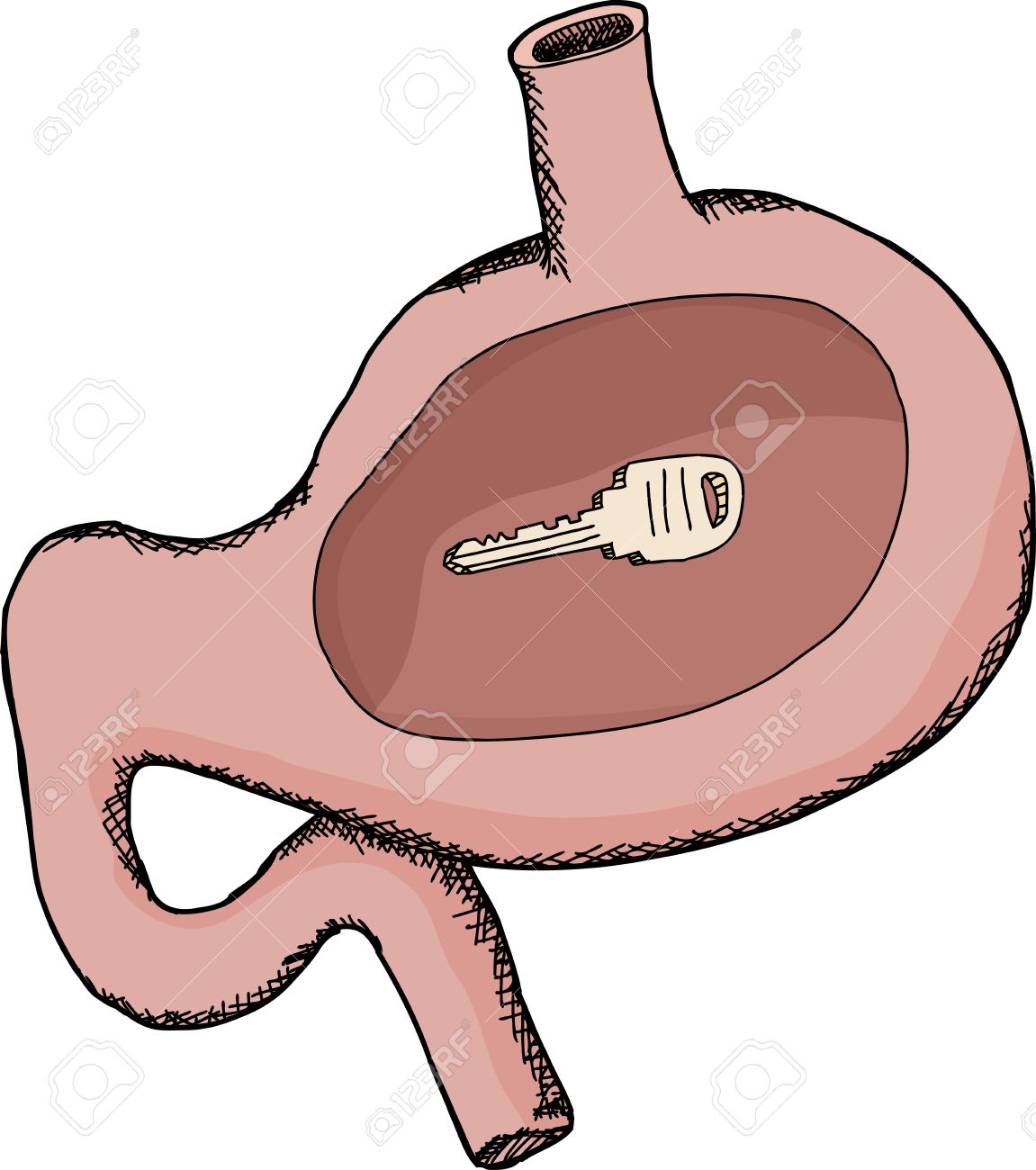 1151x1300 Food Inside Stomach Close Up Clip Art Digestive System Digital