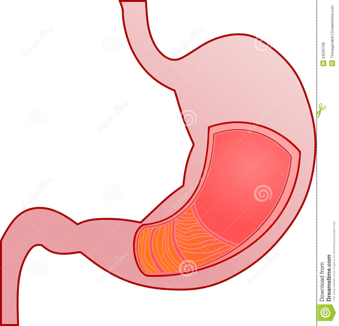 1352x1300 Cartoon Stomach Clipart