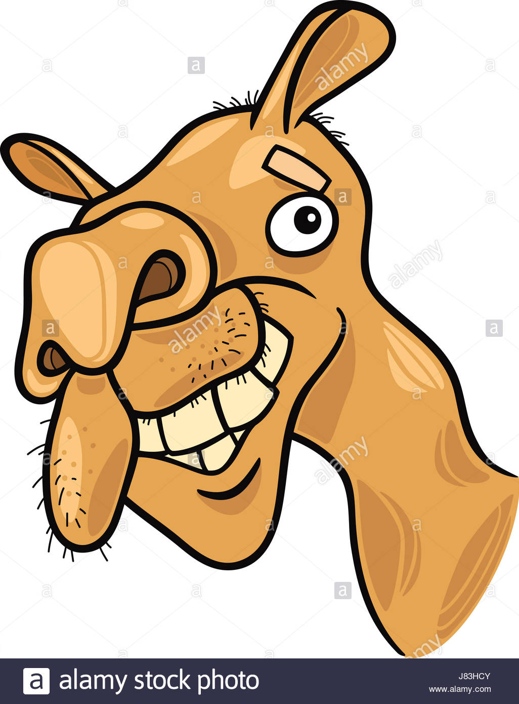 1026x1390 Animal Asia Africa Camel Illustration Funny Cartoon Laugh Laughs