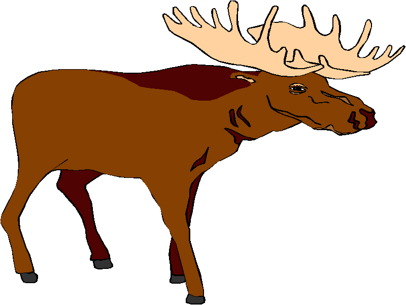 800x600 Funny Moose Clipart