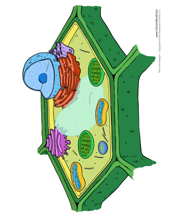 350x453 Top 92 Plant Cell Clip Art