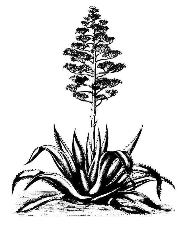 650x789 Aloe Black And White Clip Art Picture