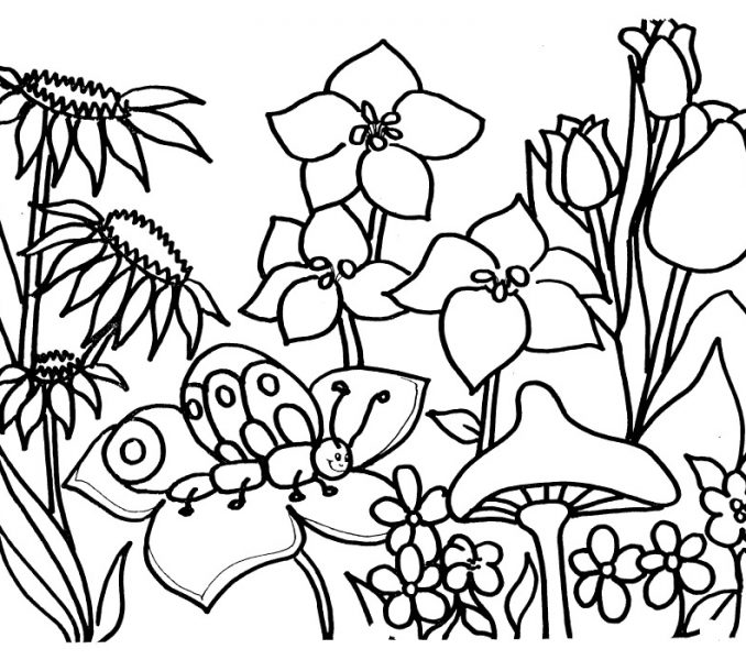 678x600 Awesome Flower Garden Coloring Page 79 With Additional Coloring