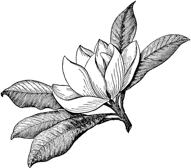 Gardenia Clipart