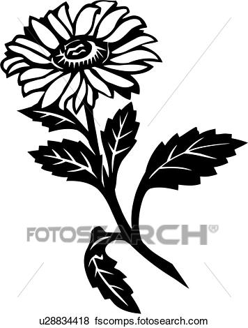 356x470 Clip Art Of , Aster, Flower, Varieties, U28834418