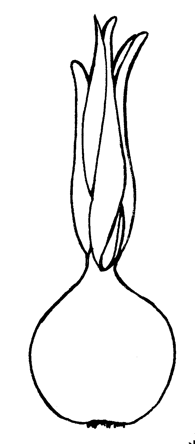 640x1456 Onion Garden Clipart, Explore Pictures