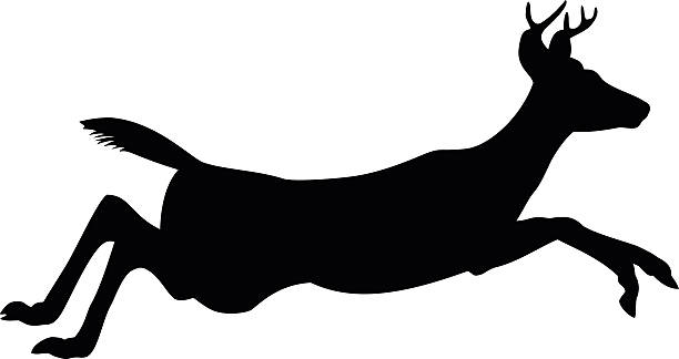 612x324 Gazelle Clipart Jumping