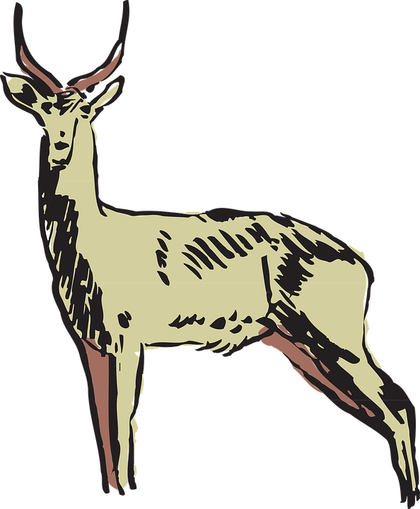 594x720 Pronghorn Antelope Clipart Gazelle