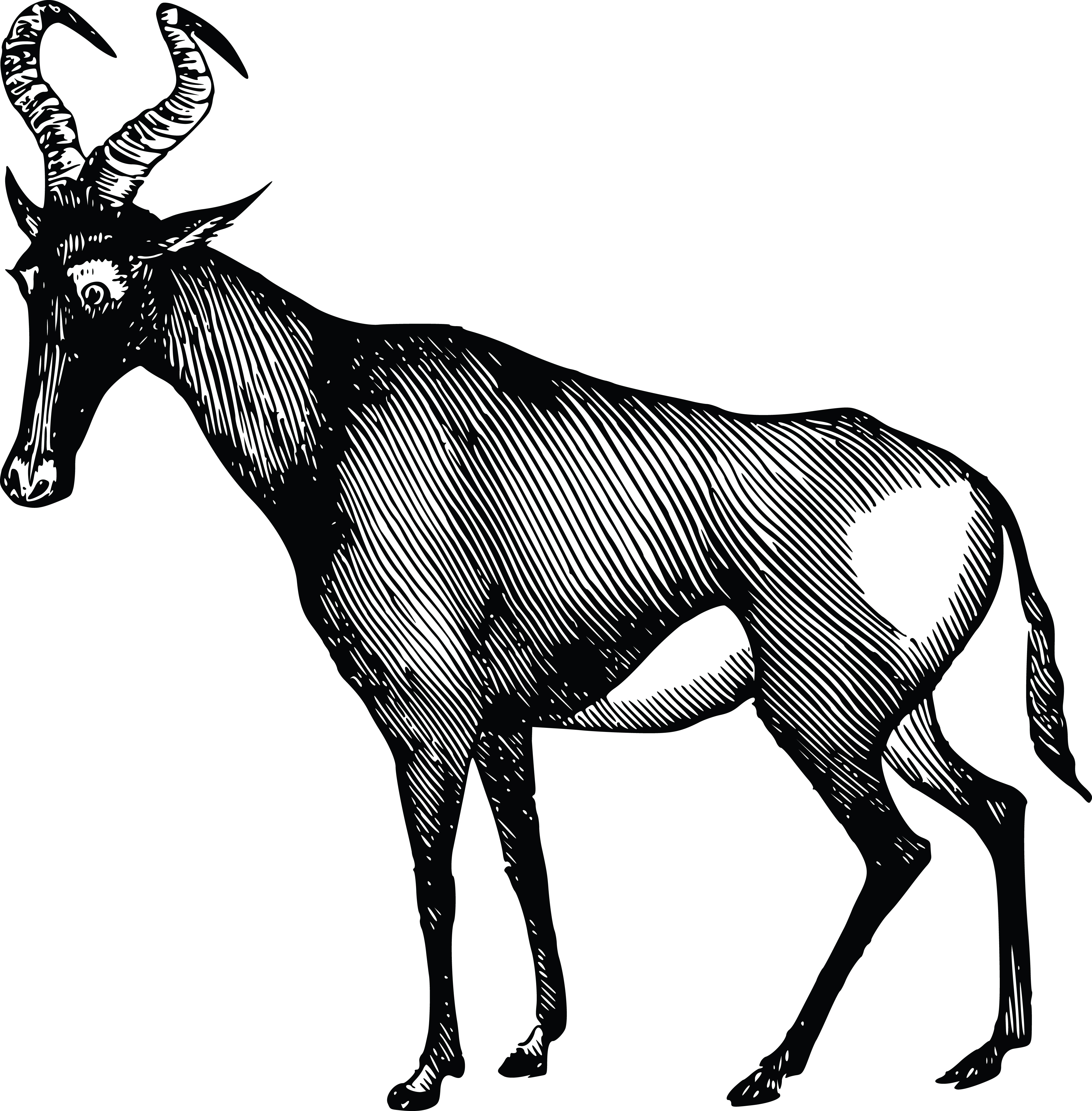 4000x4071 Top 91 Gazelle Clip Art