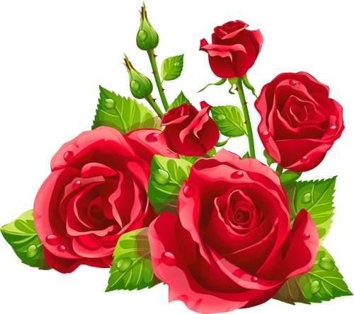 500x444 Clipart Psd Gentle Roses Download ( Transparent Background )