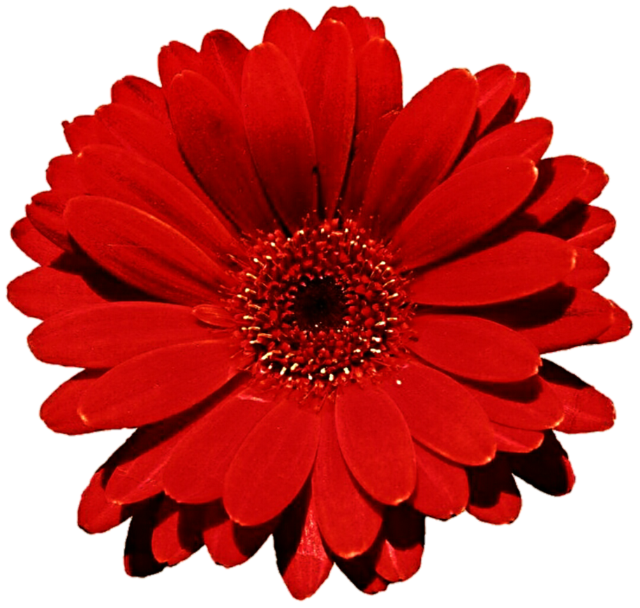 917x871 Red Gerbera Daisy Clip Art