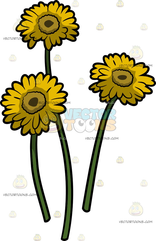 664x1024 Gerbera Clipart