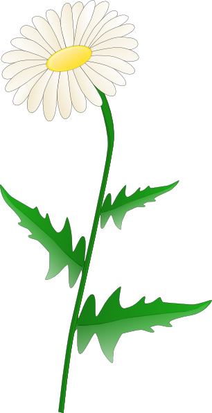 306x596 Gerbera Daisy Clipart