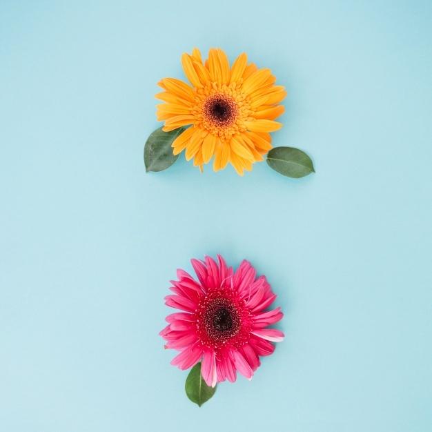 626x626 Gerbera Vectors, Photos And Psd Files Free Download