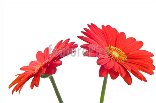500x332 Red Gerbera Daisy Clip Art