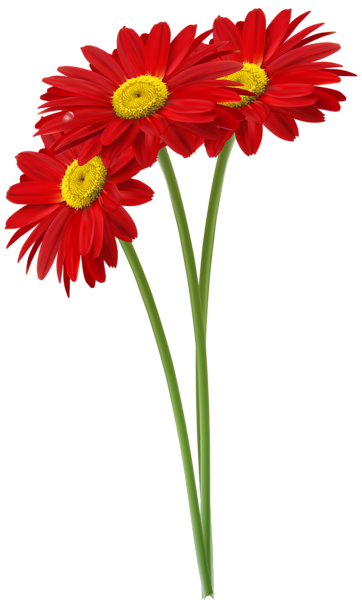 362x600 Red Gerbers Png Clipart Image Flowers Clipart