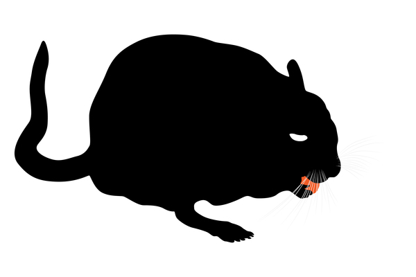 600x400 Best Gerbil Clipart