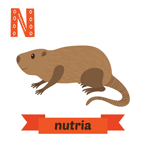 612x612 Rat Clipart Nutria